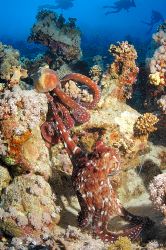 I cought this pair mating in sharm just took a quick pict... by Tunc Yavuzdogan 